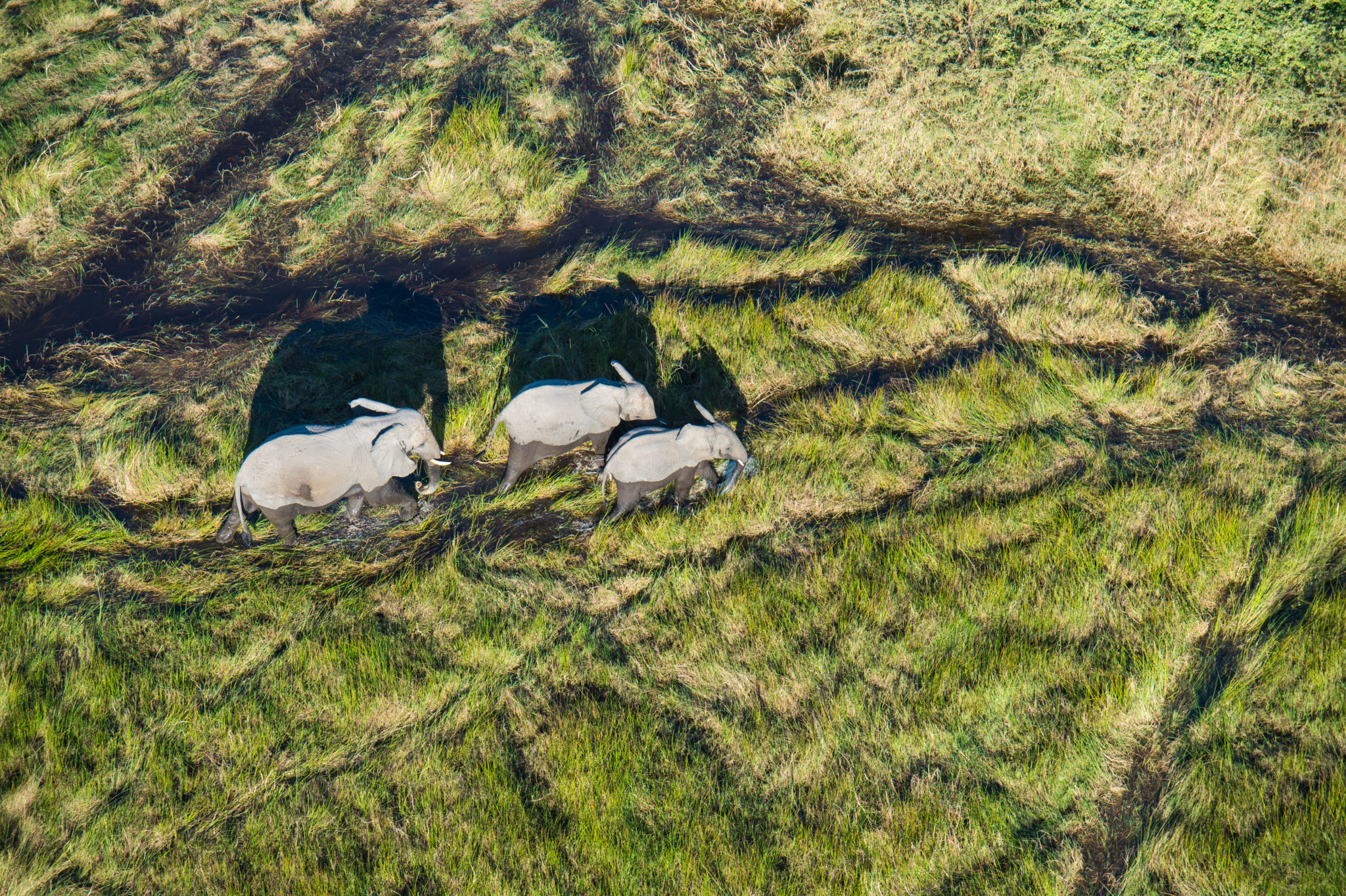 Helicopter-Horizons-Okavango-Delta-19-scaled