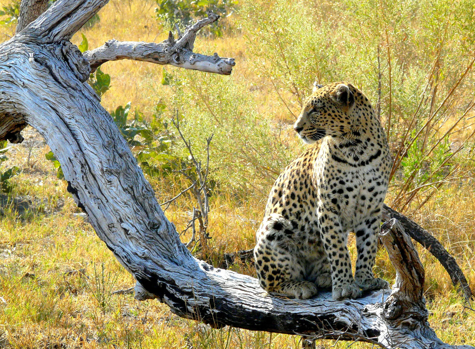 Okavango-Delta_06