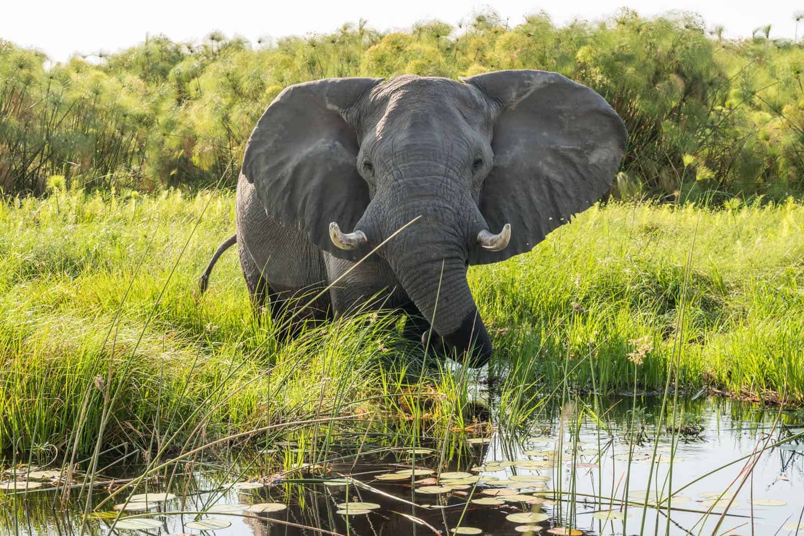 Okavango-Delta_17