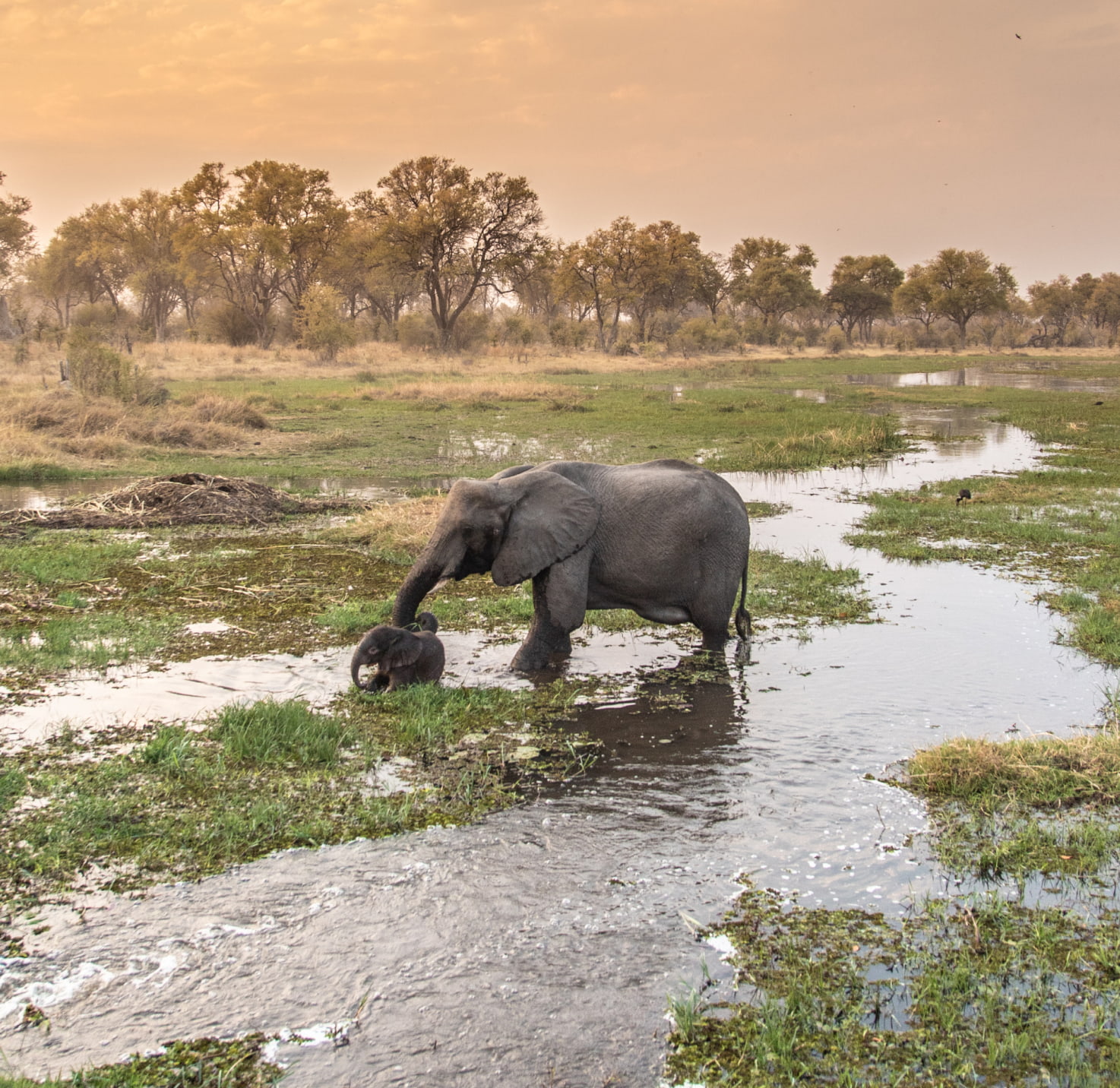 elephants