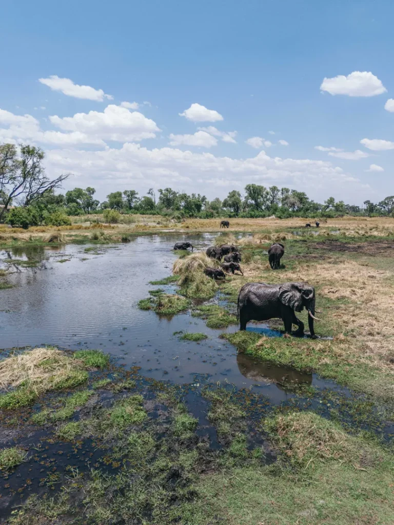 a herd of elephants wade through a small flooded plain in the Okavango Delta