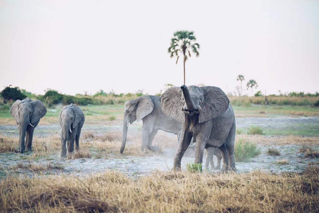 Elephant Flares it Trunk in Botswana