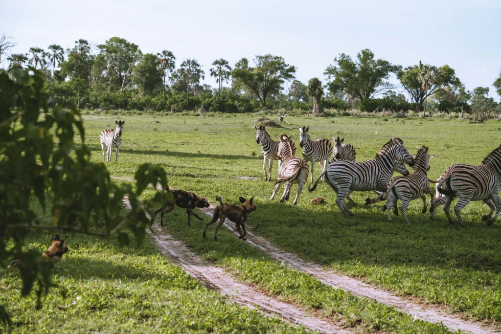 Wild Dogs Hunting Zebra in the Okavango Delta Botswana