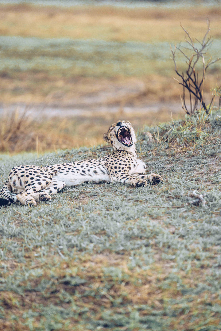 A lone cheetah lies down on a dry plain