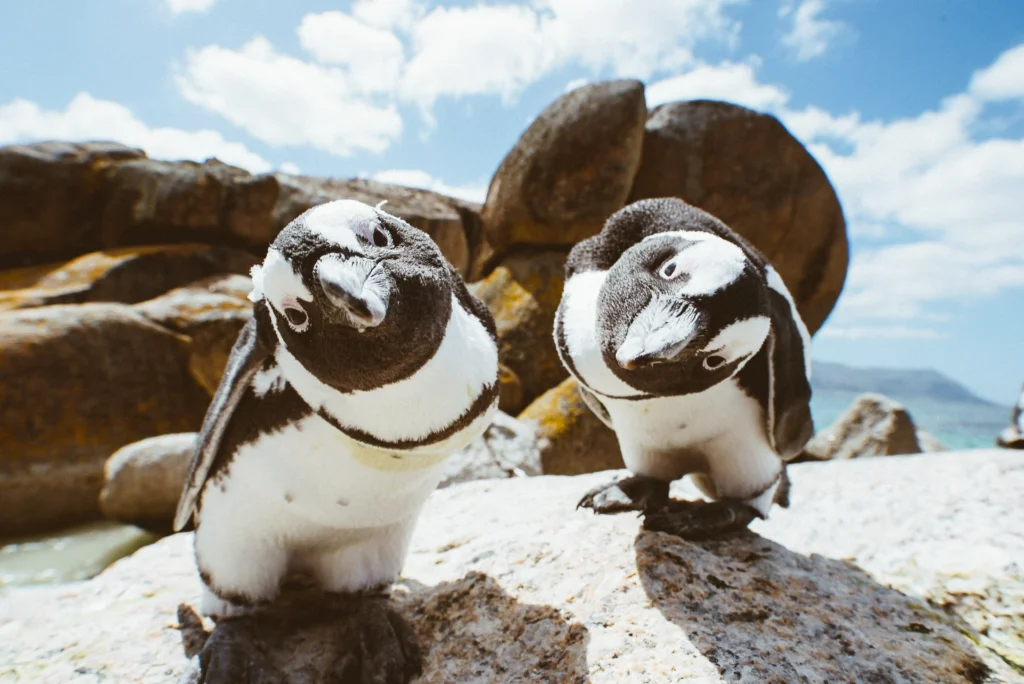 Boulder Beach Penguins