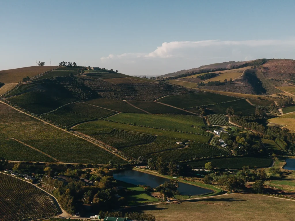 Rolling hills of Stellenbosch Vineyards