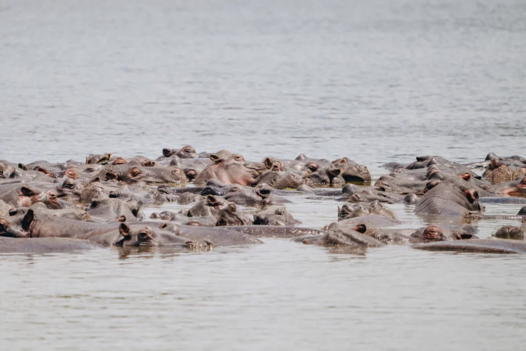 Hippos in the Okavango Delta