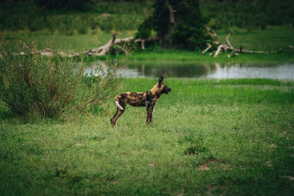 A single African wild dog surrounded by the lush wilderness