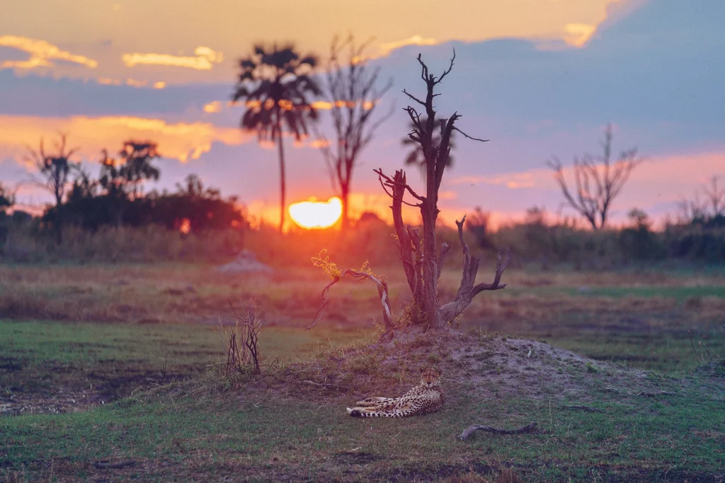 Atzaro Okavango cheetah sighting