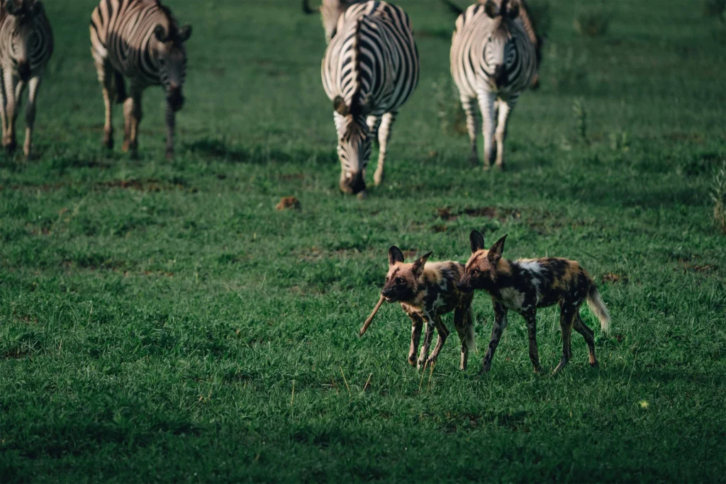 Two African wild dogs in the Okavango Delta, with a herd of zebra grazing in the background.