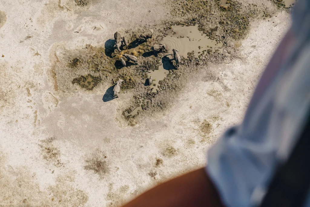 Aerial view of a herd of elephants gathered around water in the Okavango Delta, photographed from a helicopter.