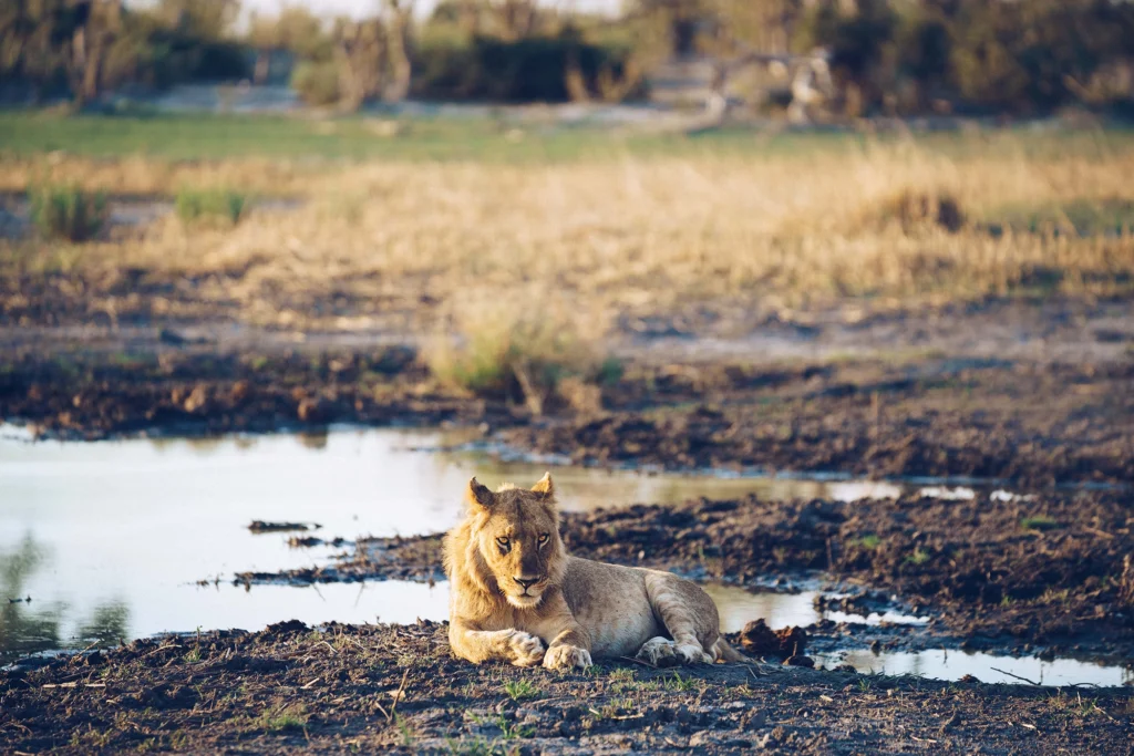 A lion lying on the edge of a shallow pool in the Okavango Delta