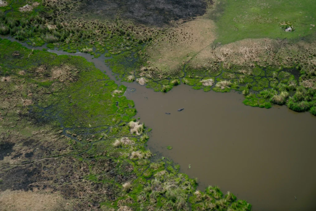 Aerial view of the lush Okavango Delta with a winding waterbody and hippos partially submerged.