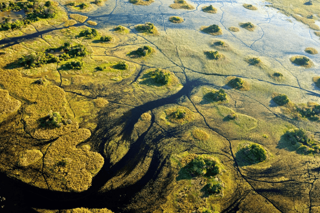 An bird's eye view of the Okavango Delta that shows green floodplains and a web of waterways