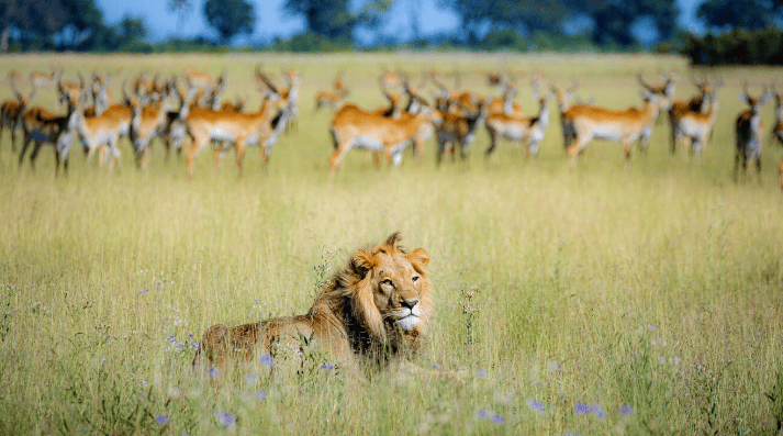 Lion and antelope in Zambia—luxury safari journey through Victoria Falls, Botswana, and South Africa’s national parks.
