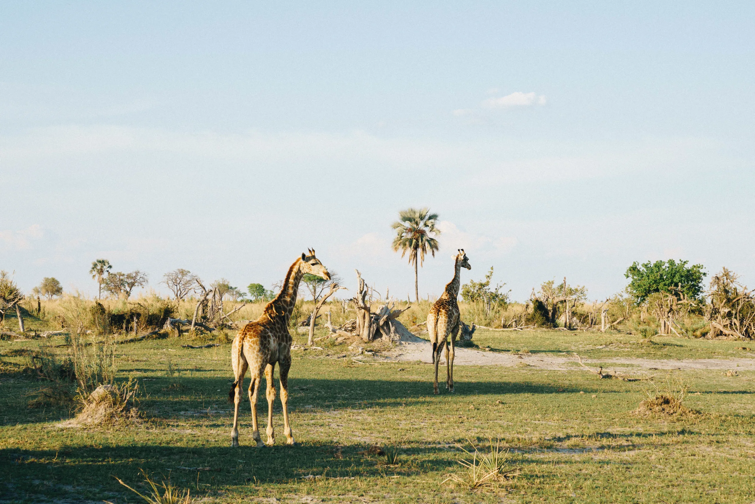 The Ultimate African Wilderness & Wellness Journey: Introducing The Atzaró African Ultimate Experience (9 Days)