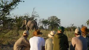 A group of guests on a safe, guided walking safari at Atzaró Okavango observing a large African elephant from a secure distance in the bush.