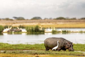 Large hippopotamus grazing on grass next to a Egret in the marshlands in Botswana.