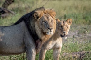 Male and female African lions standing together in the Okavango Delta during a Botswana Safari.
