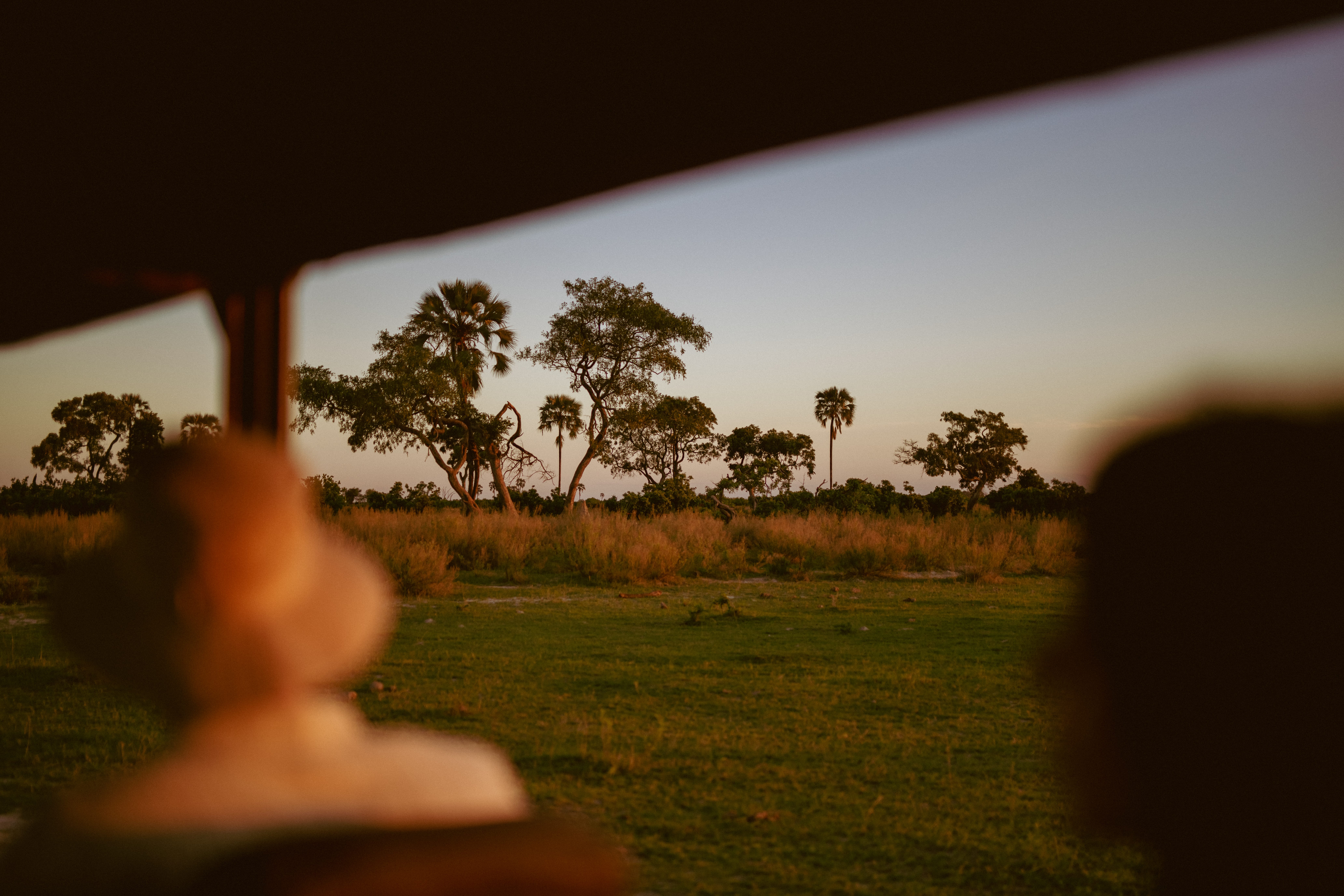 View from inside a safari vehicle looking out at the savanna and palm trees during a golden hour game drive in the Okavango Delta, Botswana.