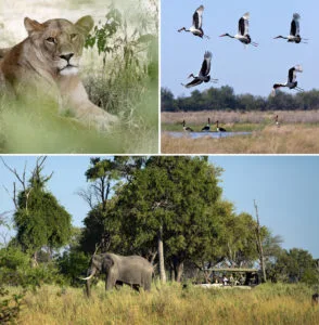 Collage of Okavango Delta wildlife featuring a resting lioness, flying saddle-billed storks, and an elephant near a luxury safari vehicle at Atzaró Okavango Camp, Botswana.