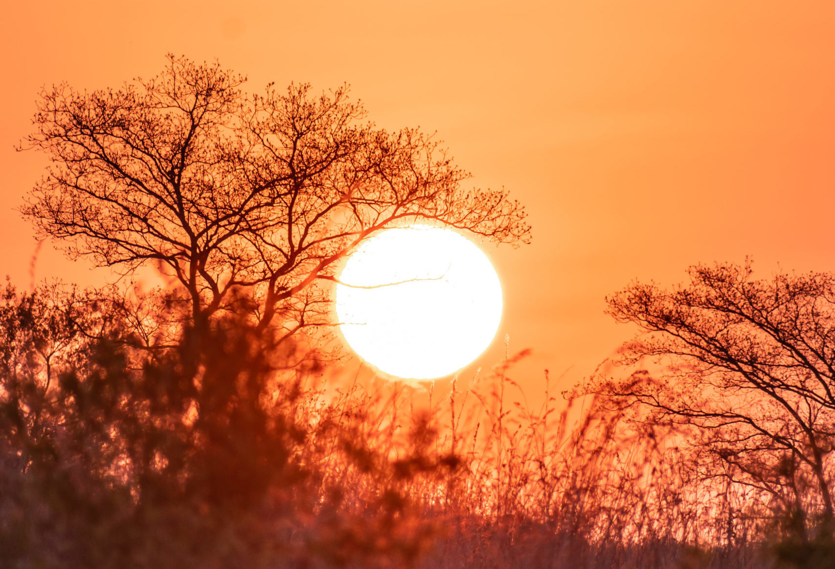 Sun rising over the Okavango Delta with silhouetted trees and warm orange sky in Botswana.