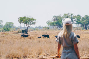 Elephant view from Atzaró Okavango Camp