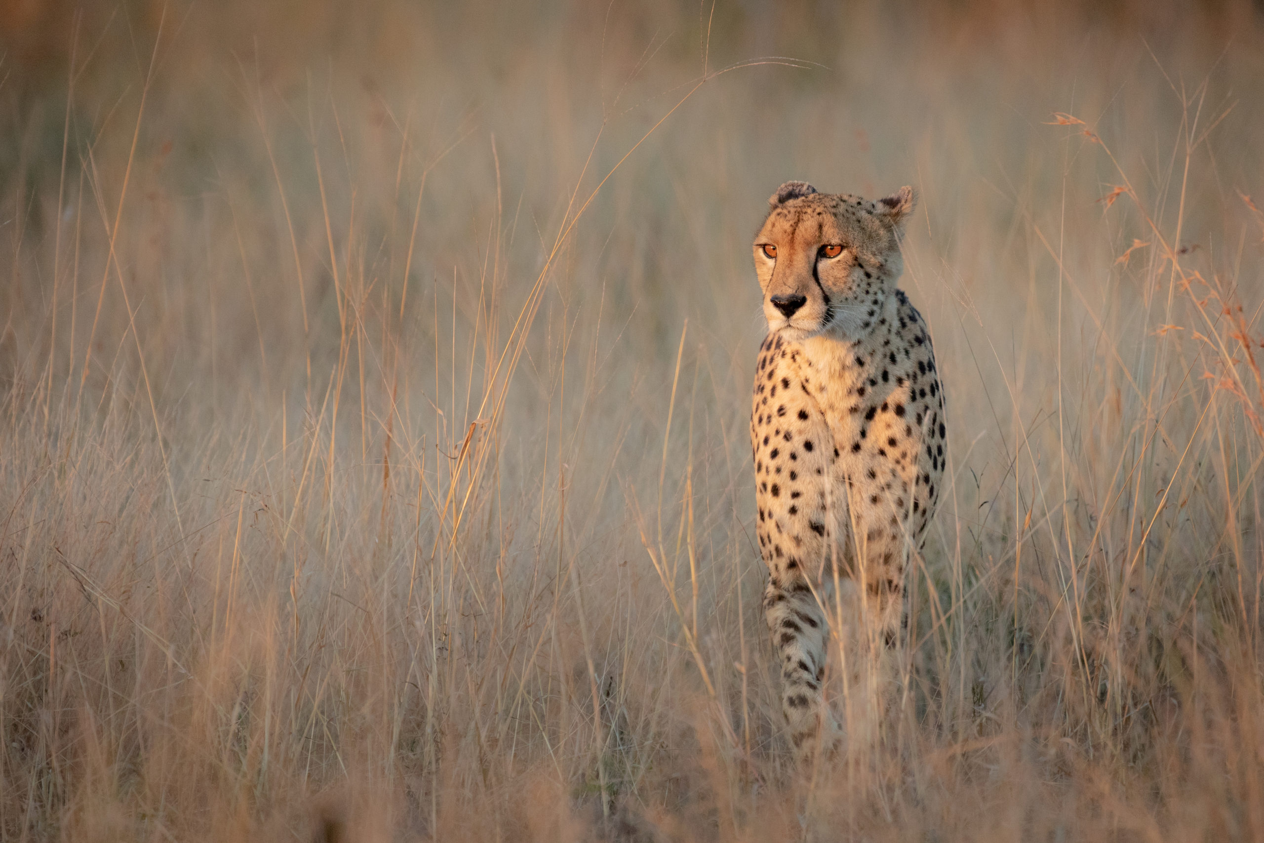 Cheetah walking through dry brown grass in fading light.