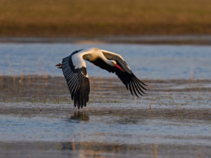 White stork in the Okavango Delta.