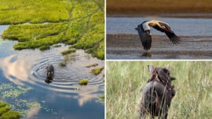 Biodiversity and animals of the Okavango Delta in Botswana