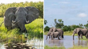 Elephants crossing the Okavango Delta in Botswana