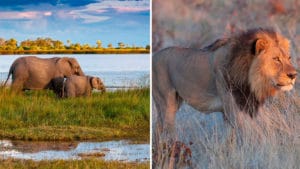 elephants gathering near waterways, predators moving through the bush