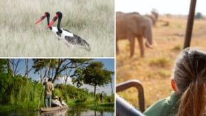 Safari by car, water activities and bird watching in Aztzaro Okavango, Botswana