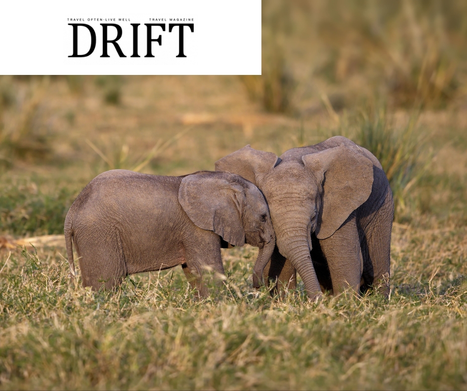 Young elephants at Okavango Delta