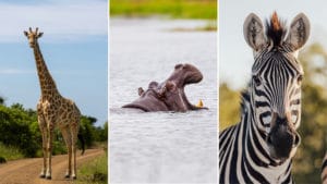 giraffe, hippopotamus and zebra in the Okavango Delta of Botswana