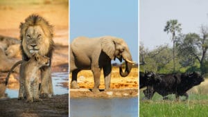 Lion, elephant, and buffalo in the Okavango Delta in Botswana.