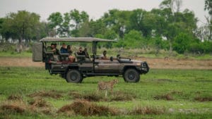 Guided driving safari in the Okavango Delta, Botswana