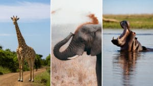 Animals such as giraffes, elephants, and hippos that you can see on the luxury safari at Atzaro Okavango in Botswana.