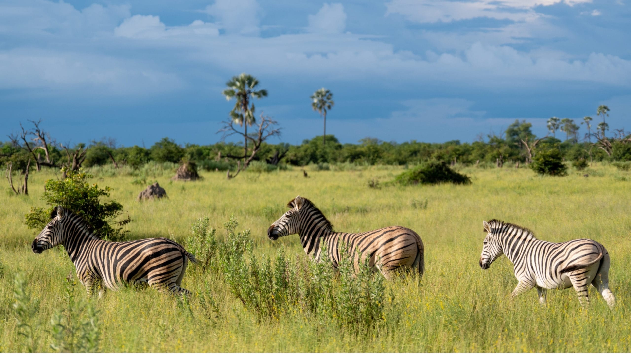 Zebra sighting during a luxury safari in the Okavango Delta, Botswana.