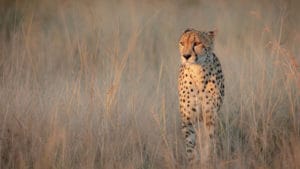 Cheetah resting in tall golden grass in the Kalahari, Botswana