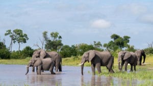 Herd of elephants drinking and wading in the water of the Okavango Delta, one of Botswana's wildlife-rich wetlands