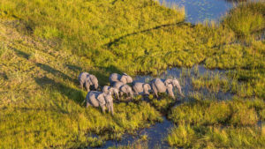Aerial view of an elephant herd wading through shallow blue water in the Okavango Delta, their gray bodies standing out against bright green and golden grasses, a wildlife sight often seen on the flight into camp. 