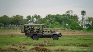 Guest using binoculars to spot wildlife from an open safari vehicle on a game drive in Botswana