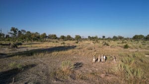 Guests in neutral safari clothing following a guide on a walking safari in the Okavango Delta, Botswana